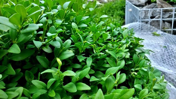 buxus sempervirens