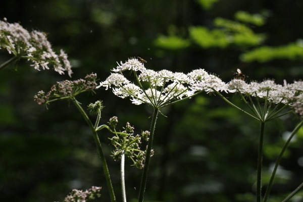 im Wald