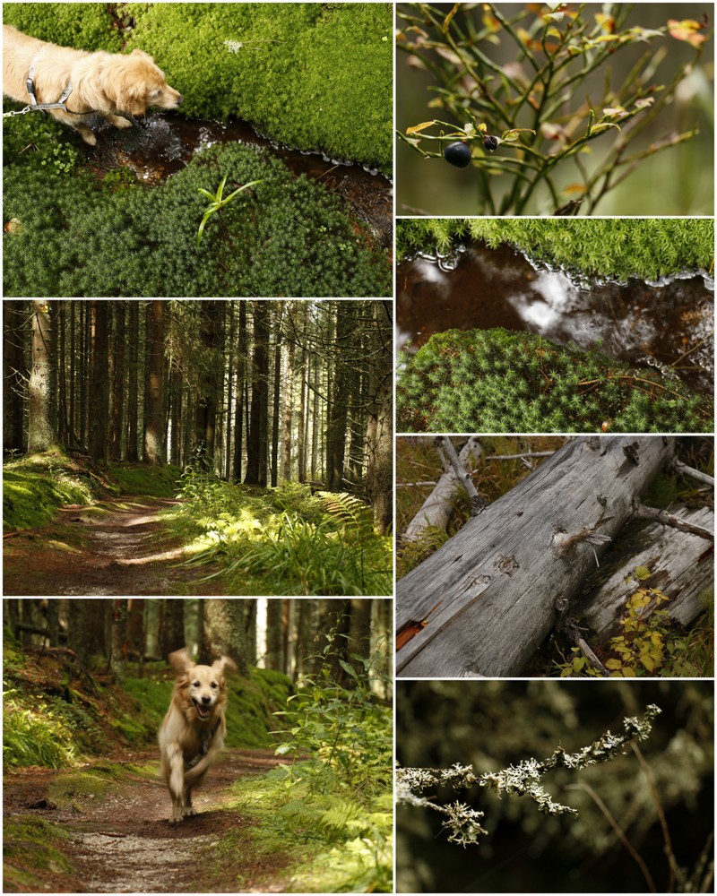 im Wald