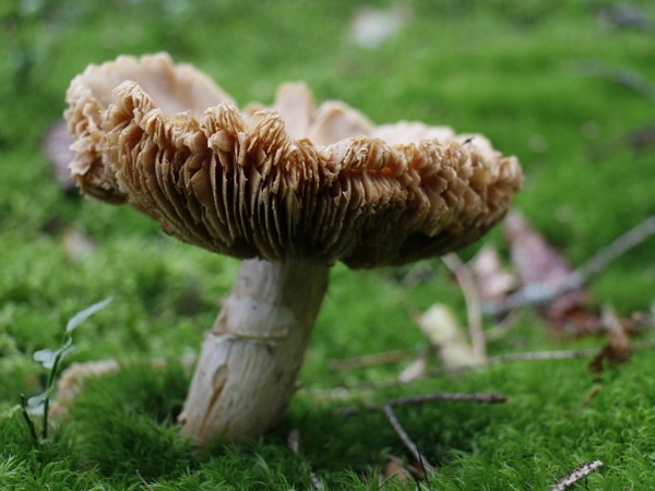 pilz_01