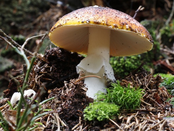 pilz_02