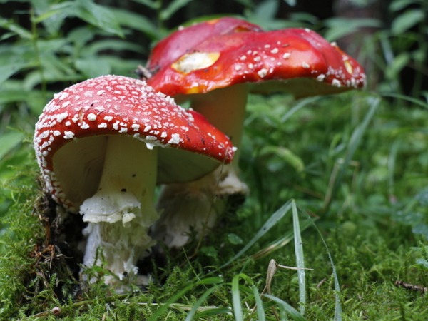 pilz_03