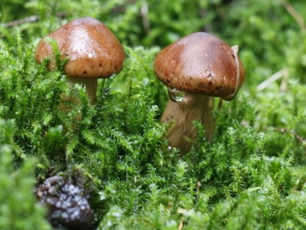 pilz_04
