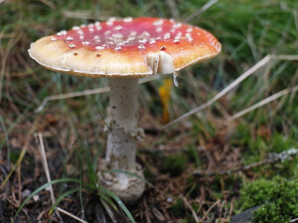 pilz_05
