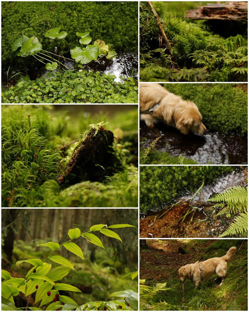 im Wald