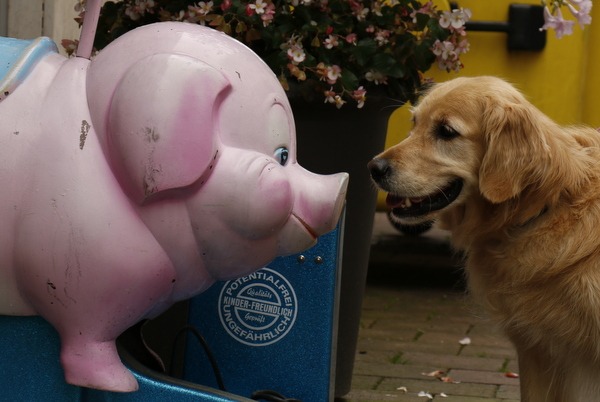 Schwein Retriever