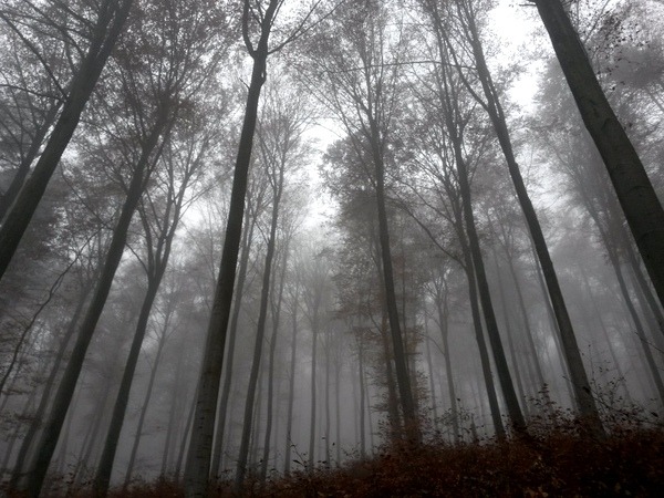 Sonne wohl nur über dem Nebel