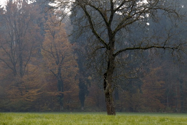 Herbstwiese