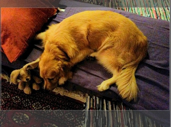 Kuschelkissen bei m@