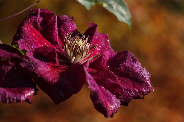Clematis