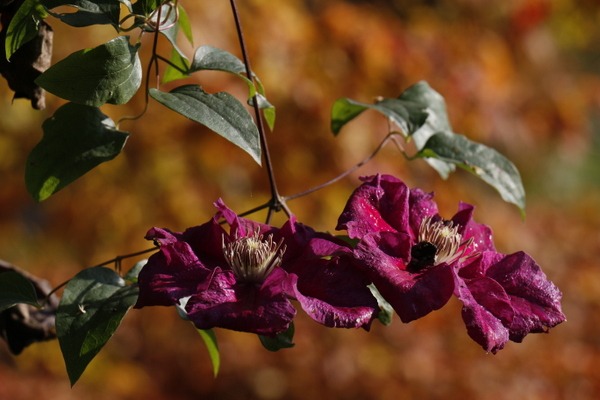 Clematis