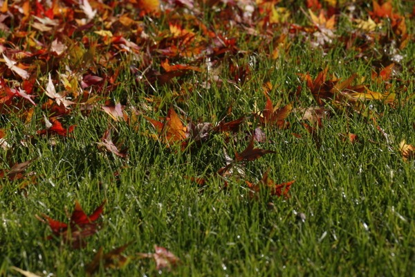 Herbstlaub