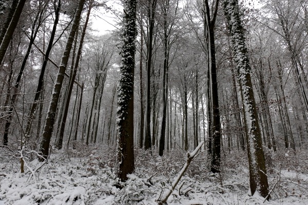 im Wald