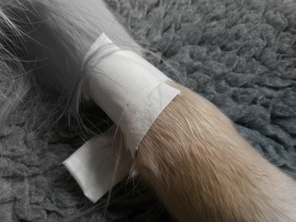 toller Verband