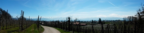 bei Langenargen