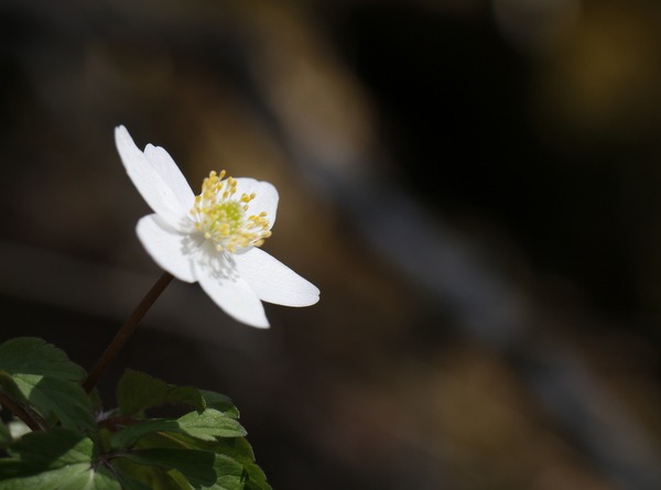 Frühling am Waldboden