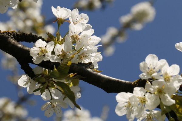 Kirschblüte