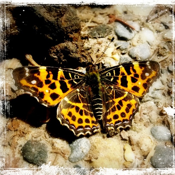 Schmetterling