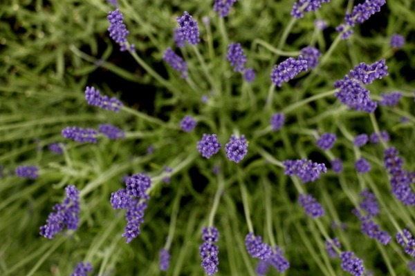Lavendel