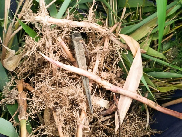 Rhizome