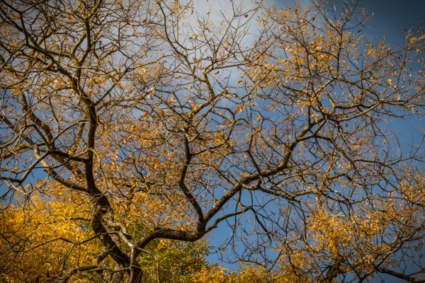 Herbstlaub