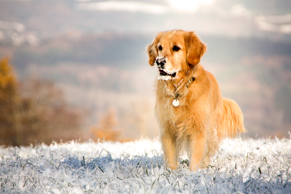 Retriever im Schnee