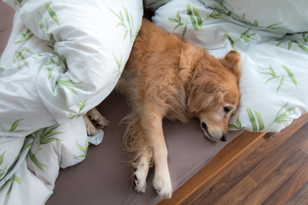 so ein Bett wär nett