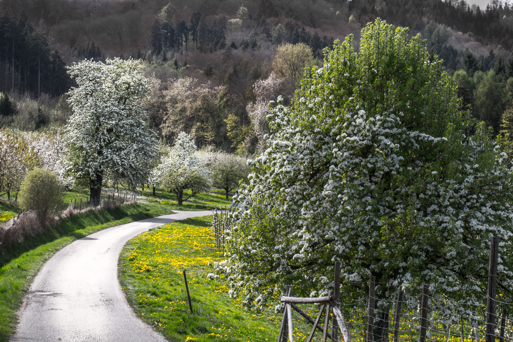 Apfelblüte am Bodensee