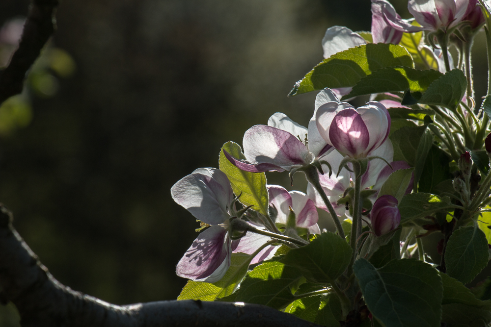 Apfelblüte