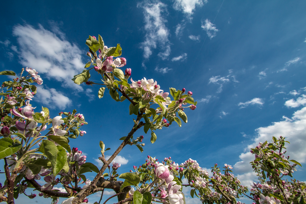 Apfelblüte 2017