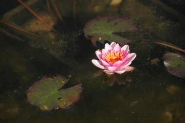 Seerose