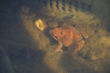 Teichbewohner