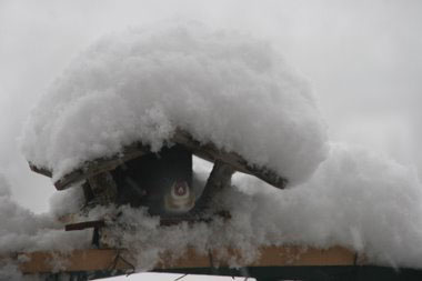 Vogelhaus mit Stieglitz