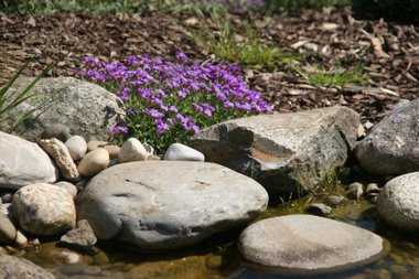 es bl�ht am Teich