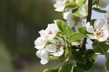 die Apfelb�ume bl�hen die Apfelb�ume bl�hen