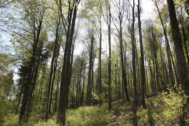 Fr�hling im Wald Fr�hling im Wald