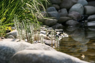 im Teich im Teich