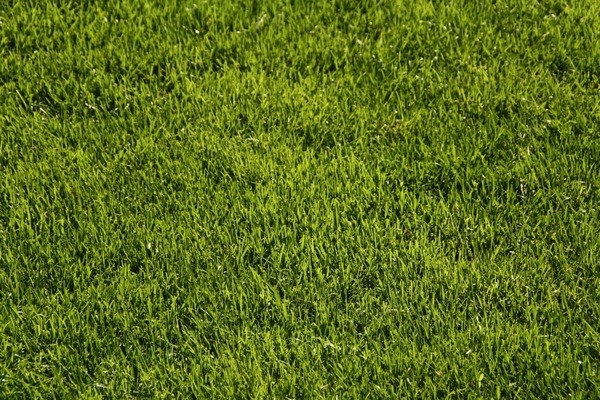 Golfgrün