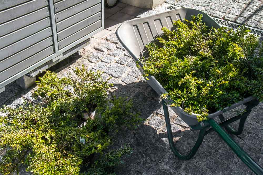 Lonicera Nitida