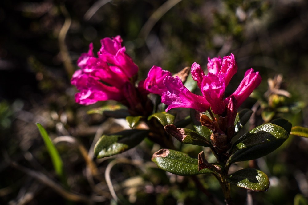Frühlingsfarben