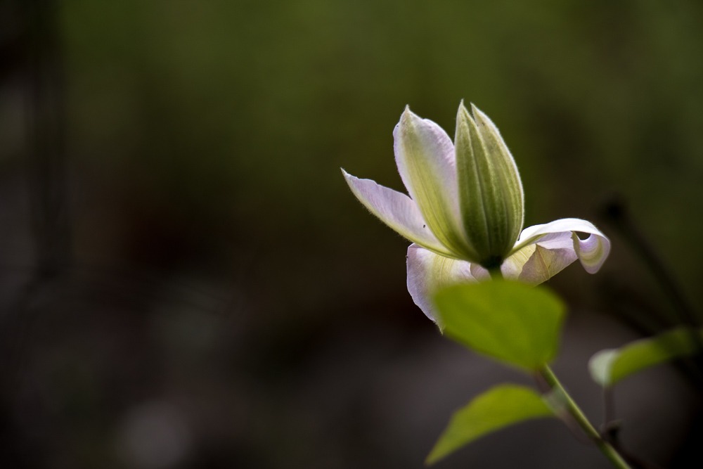 Clematis