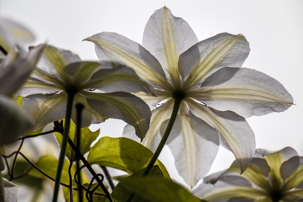 Clematis