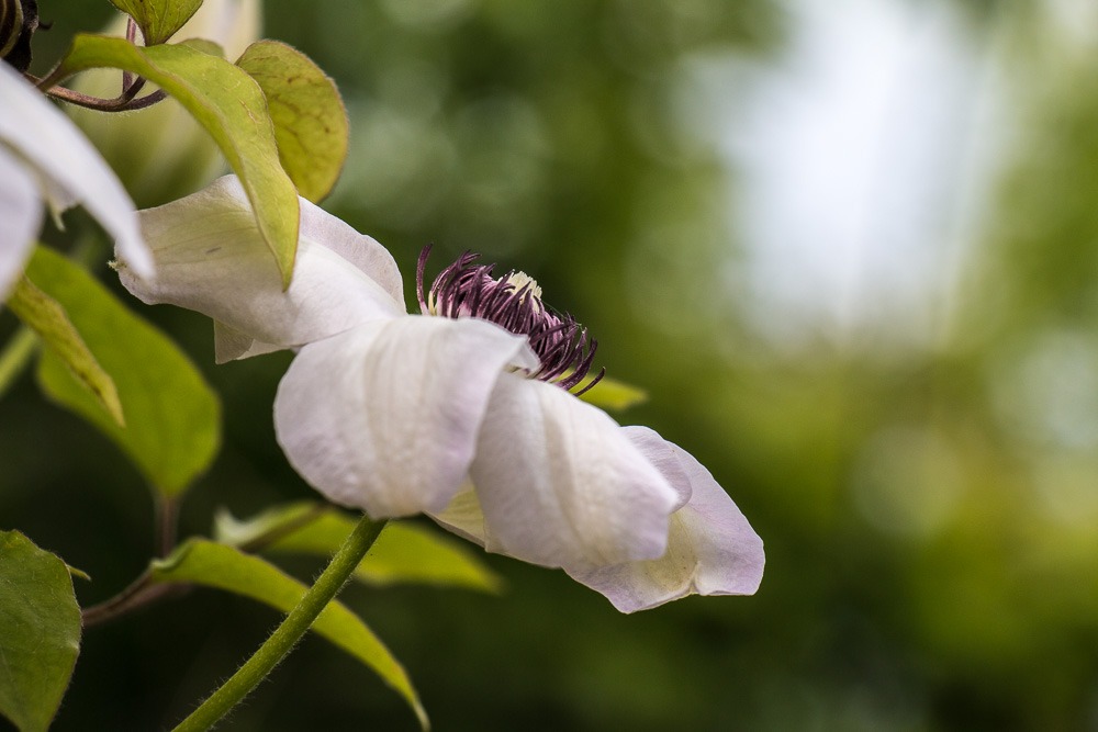 Clematis