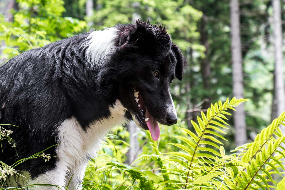 Nachbars Hofhund