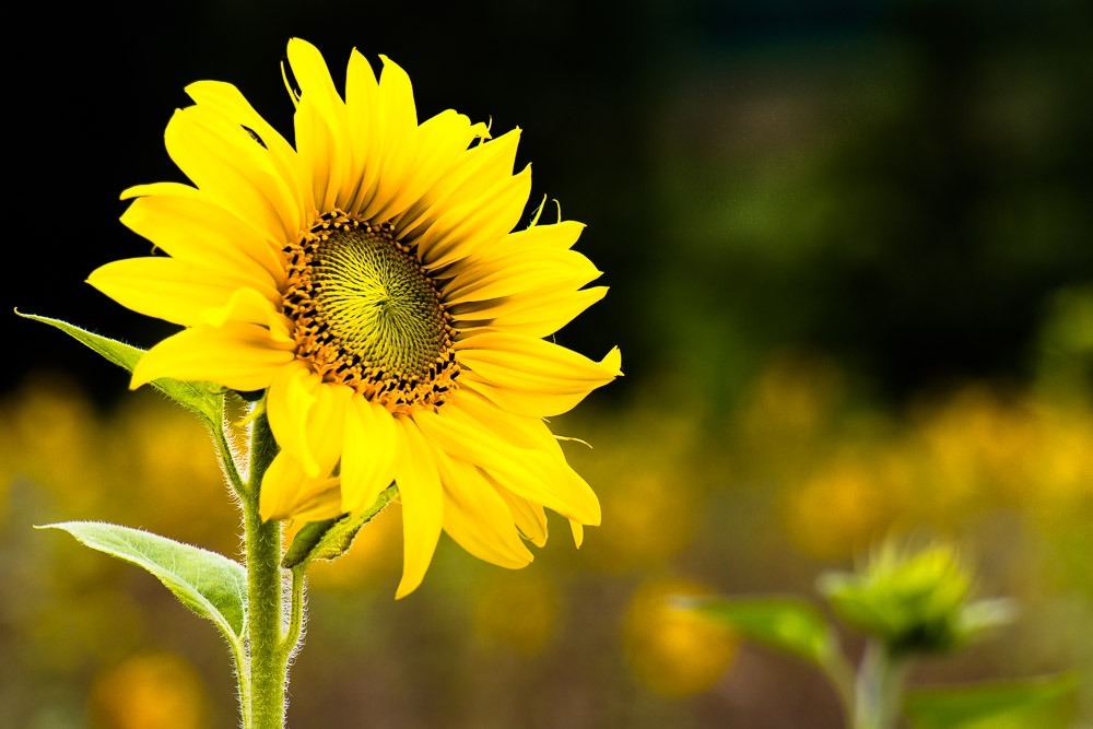 Sonnenblume