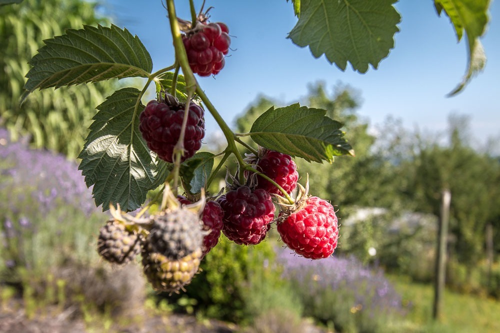 die Himbeeren sind reif