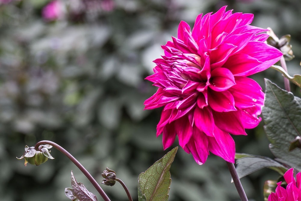 Dahlien