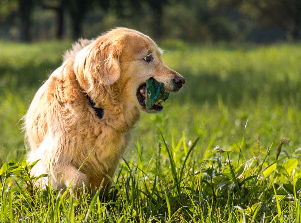 Sheeba im Einsatz