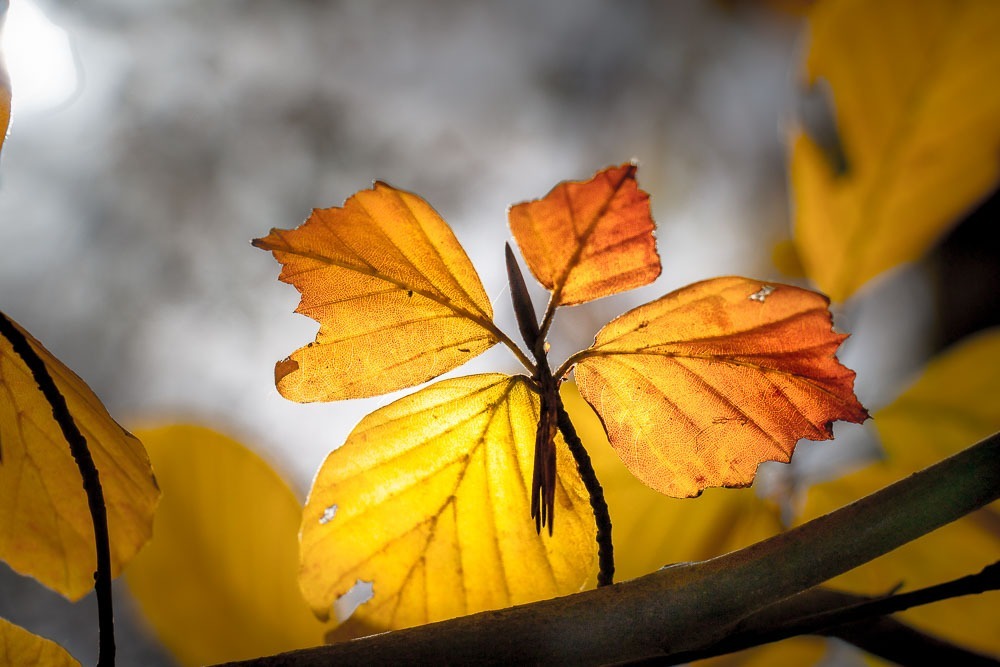 Herbstlaub