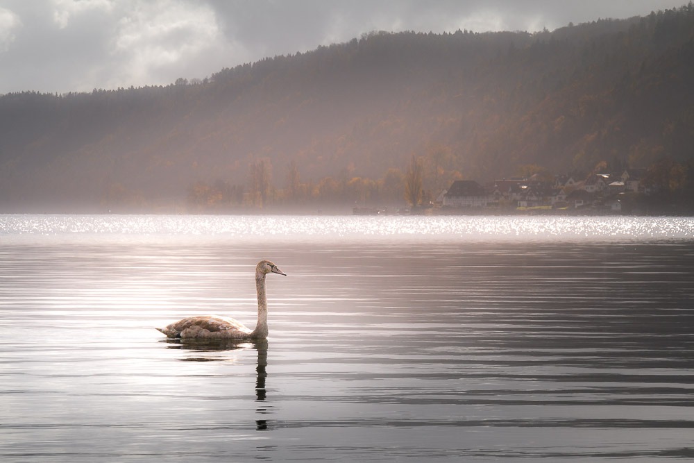 Schwan in der Morgensonne